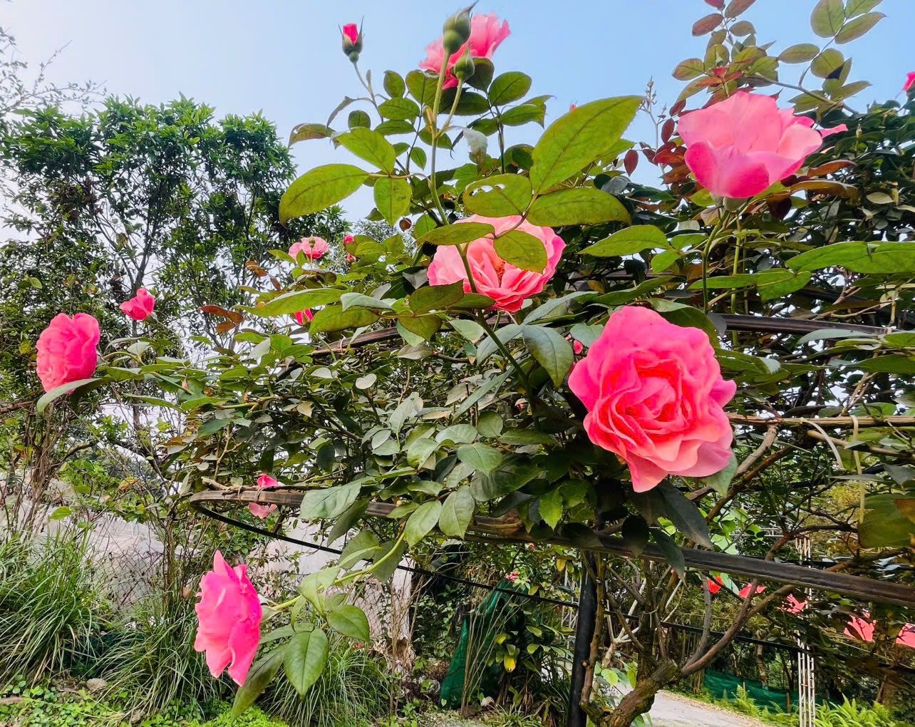 Lá phổi sinh thái mang tên Công viên Thực vật cảnh Việt Nam