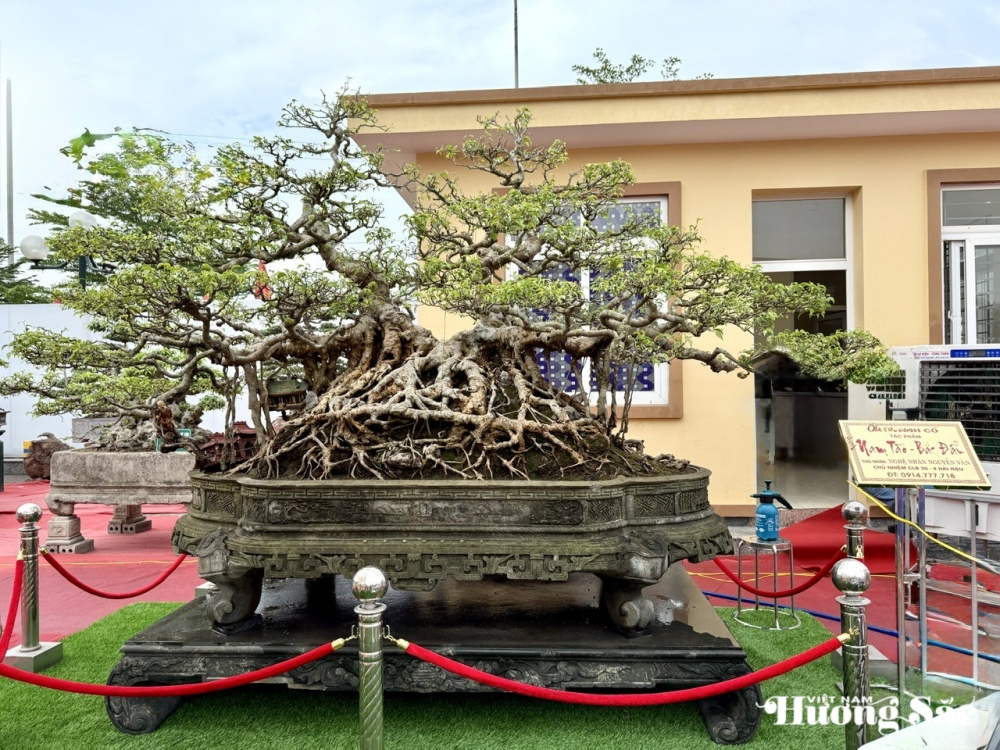 Nghệ nhân Nguyễn Văn Vân và cây xanh quê trăm tuổi: Dấu thời gian in trên gân rễ