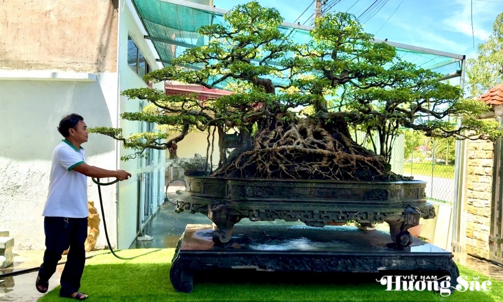 Nghệ nhân Nguyễn Văn Vân và cây xanh quê trăm tuổi: Dấu thời gian in trên gân rễ