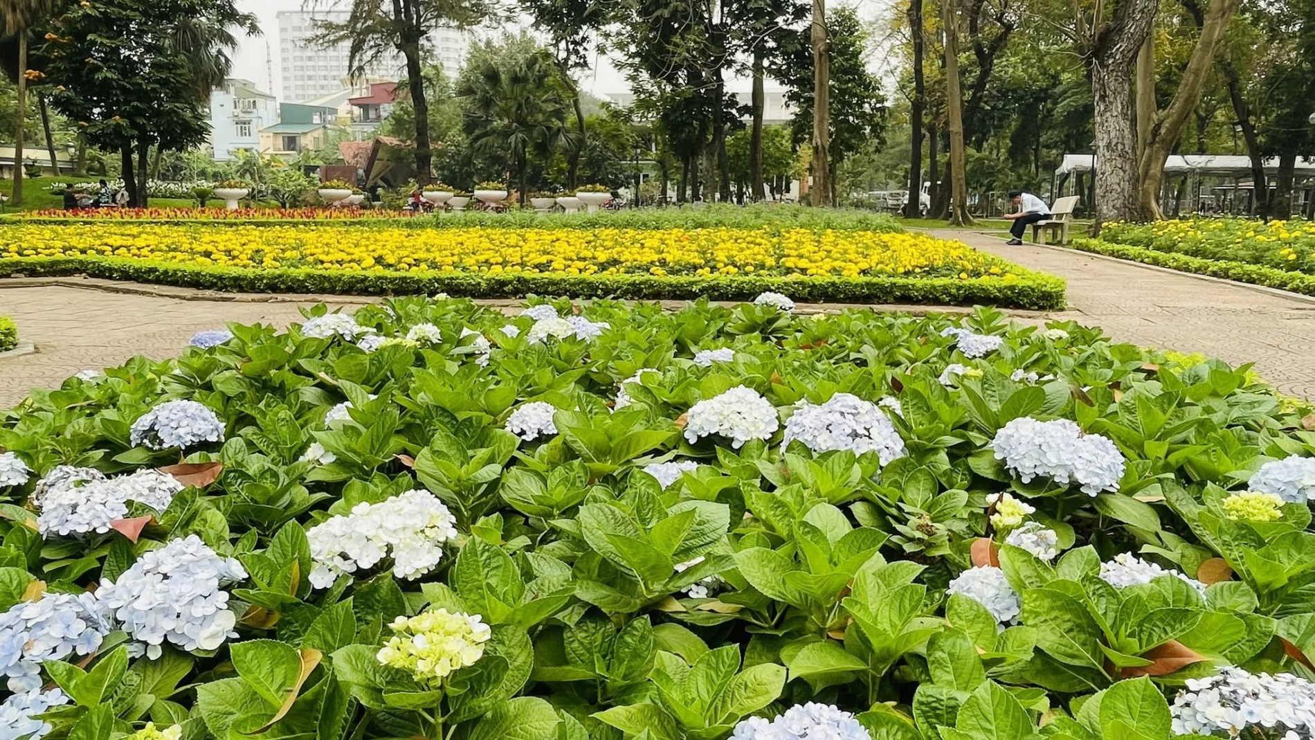 Không gian xanh đô thị: Cây hoa có thể làm nên một thành phố đẹp đến mức nào?
