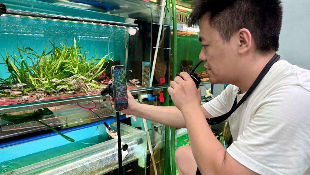 Cá cảnh “lên sóng”, tiền đổ về bể: Trung Quốc biến thú chơi tĩnh lặng thành ngành sinh lời tỷ đô từ livestream
