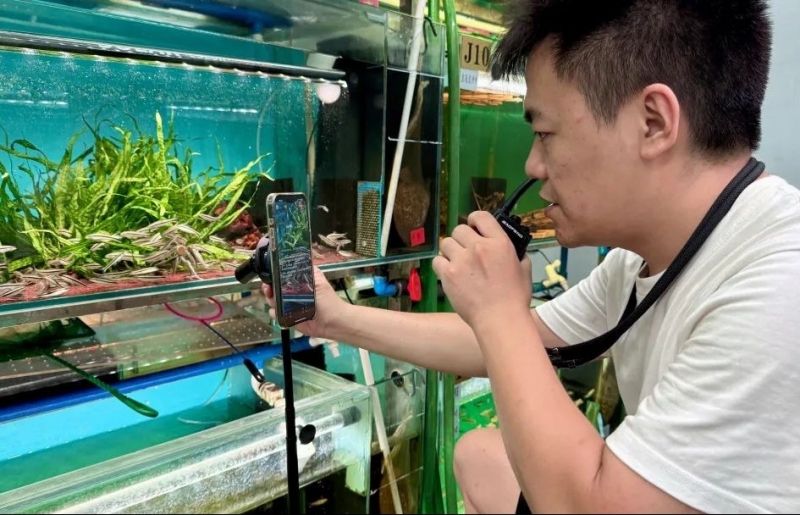 Cá cảnh “lên sóng”, tiền đổ về bể: Trung Quốc biến thú chơi tĩnh lặng thành ngành sinh lời tỷ đô từ livestream