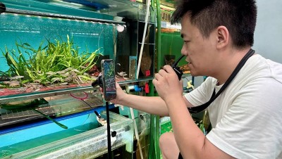 Cá cảnh “lên sóng”, tiền đổ về bể: Trung Quốc biến thú chơi tĩnh lặng thành ngành sinh lời tỷ đô từ livestream