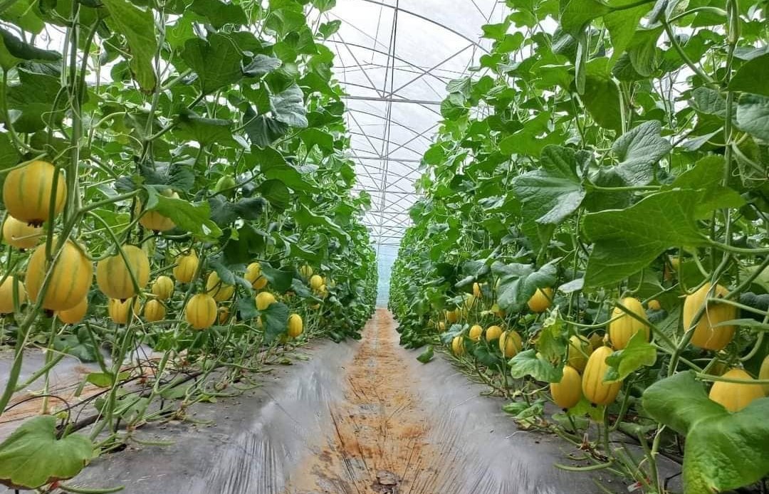 Du lịch nông nghiệp công nghệ cao: Hướng đi triển vọng tại Nghệ An