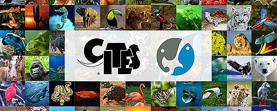 Công ước CITES và những điều nông dân Việt cần biết để tránh vi phạm pháp luật