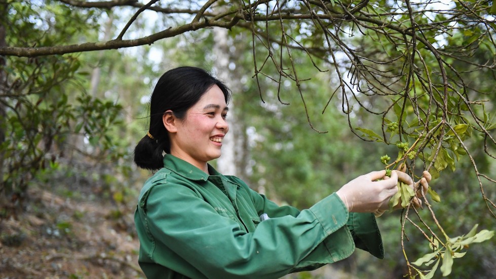 Chọn đúng cây, nuôi đúng con: Làm nông kiểu mới nơi vùng cao