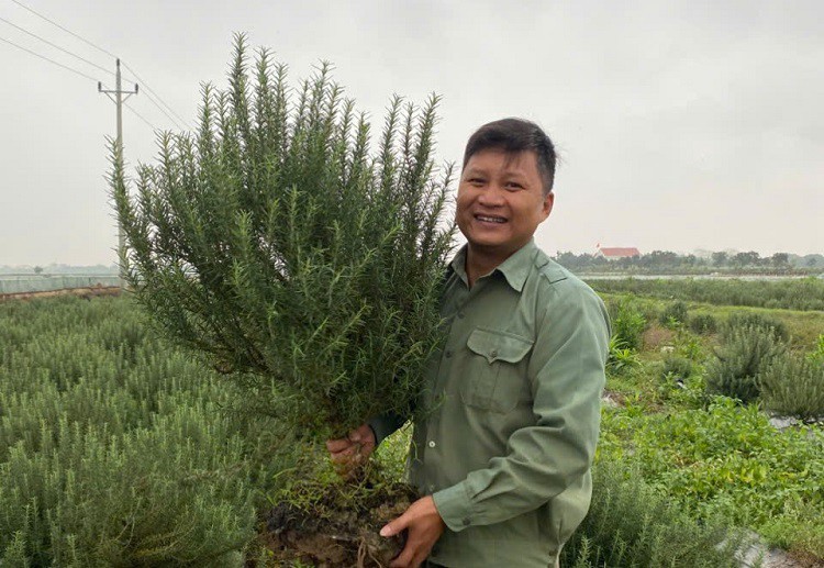 Bỏ phố làm nông: Chàng kỹ sư Hưng Yên khởi nghiệp và kiếm tiền tỷ với cây dược liệu