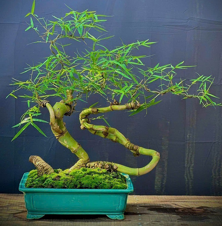 Tre Bonsai: Từ loại cây quê mùa đến tác phẩm đậm hồn dân tộc