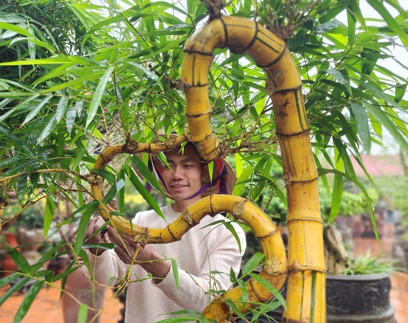 Tre bonsai: Từ loại cây 