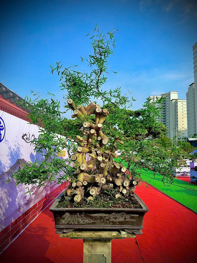 Tre Bonsai: Từ loại cây quê mùa đến tác phẩm đậm hồn dân tộc