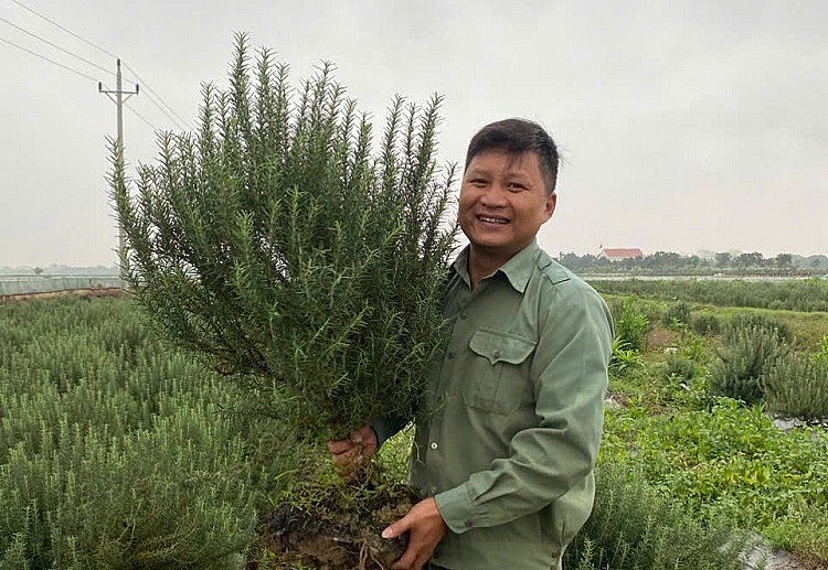 Bỏ phố làm nông: Chàng kỹ sư Hưng Yên khởi nghiệp và kiếm tiền tỷ với cây dược liệu