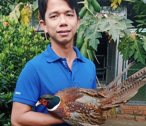 Gà kỳ lân, chim trĩ quý tộc: Từ đam mê “thú lạ” đến thương hiệu OCOP 3 sao