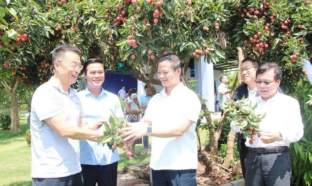 Chủ tịch UBND tỉnh Bắc Ninh thúc đẩy tiêu thụ 100 tấn vải thiều vào các khu công nghiệp