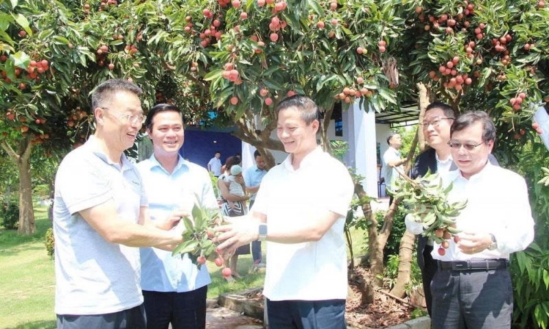 Chủ tịch UBND tỉnh Bắc Ninh thúc đẩy tiêu thụ 100 tấn vải thiều vào các khu công nghiệp
