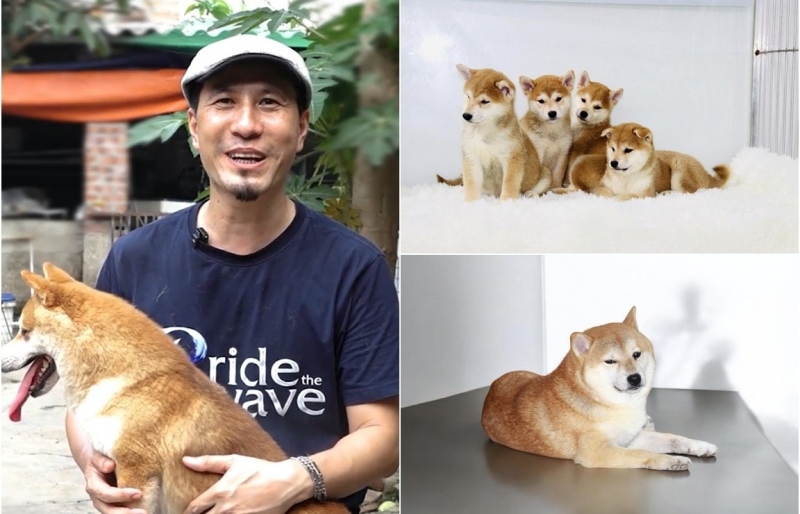 Từ thất bại khởi nghiệp đến thu trăm triệu mỗi tháng nhờ nhân giống chó Shiba Inu