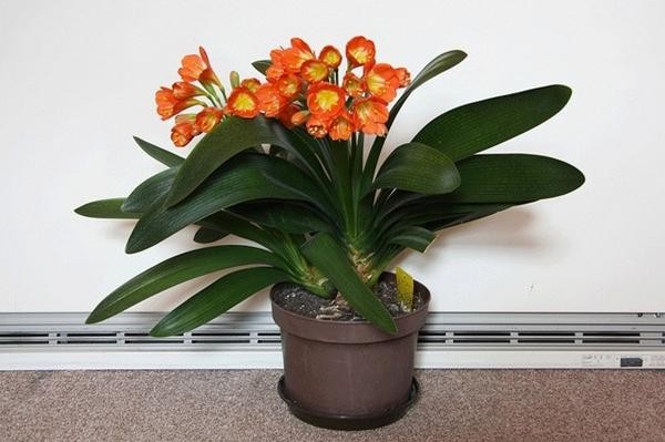 Người xưa dạy: Chọn cây hợp mệnh để giữ khí nhà, vượng tài, an thân