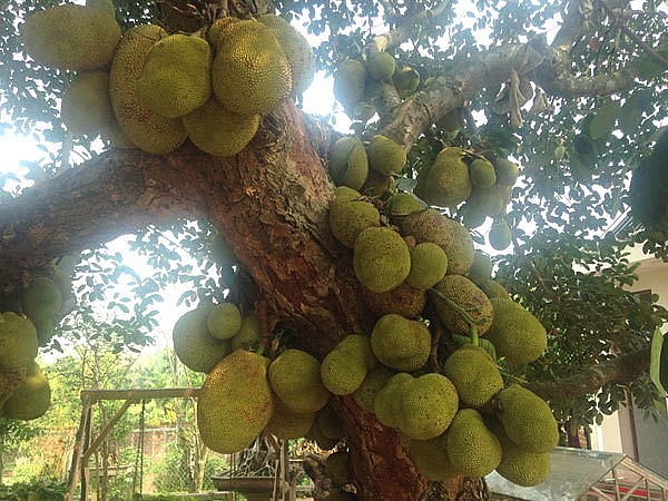 Những loại cây trồng quanh nhà “gắn liền phúc khí”, dân gian cho rằng không nên chặt bỏ