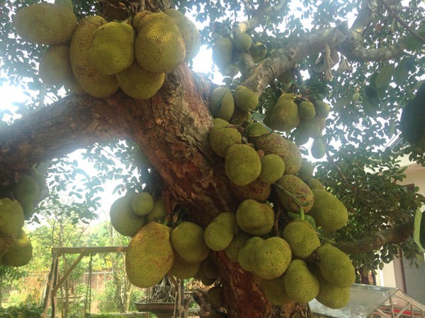 Những loại cây trồng quanh nhà “gắn liền phúc khí”, dân gian cho rằng không nên chặt bỏ