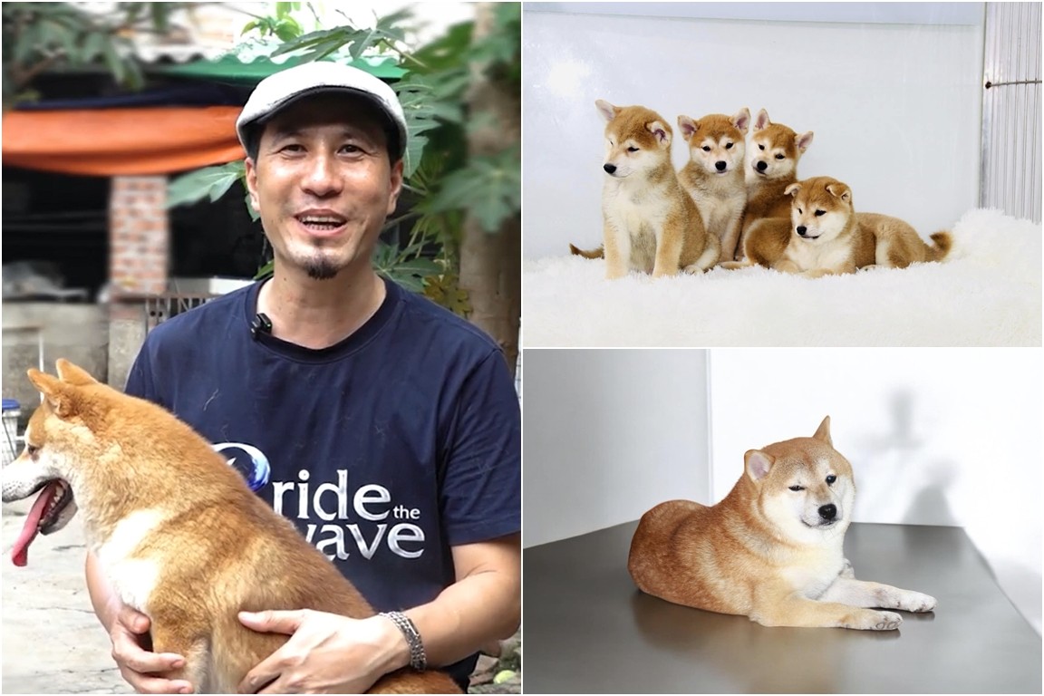 Từ thất bại khởi nghiệp đến thu trăm triệu mỗi tháng nhờ nhân giống chó Shiba Inu