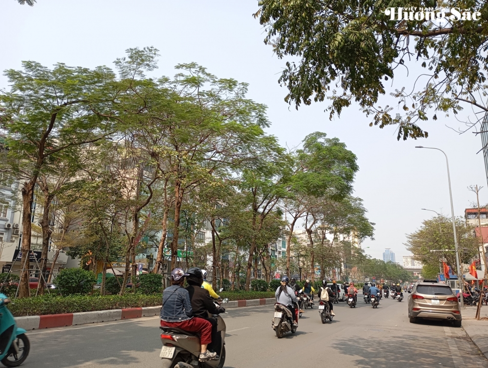 Công ty Môi Trường Xanh trúng hàng loạt gói thầu chăm sóc cây xanh tại nhiều địa phương