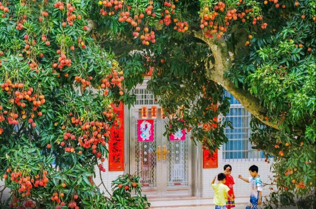 1,3 tỷ lượt xem: Vải thiều thành siêu sao mạng xã hội Trung Quốc, đưa nông nghiệp - văn hóa - du lịch cùng bứt phá