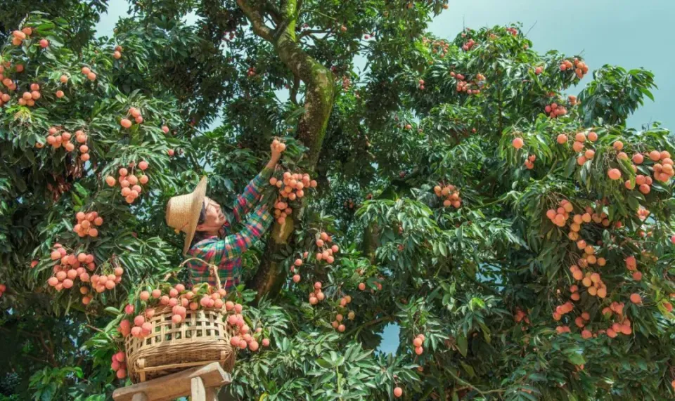 1,3 tỷ lượt xem: Vải thiều thành siêu sao mạng xã hội Trung Quốc, đưa nông nghiệp - văn hóa - du lịch cùng bứt phá