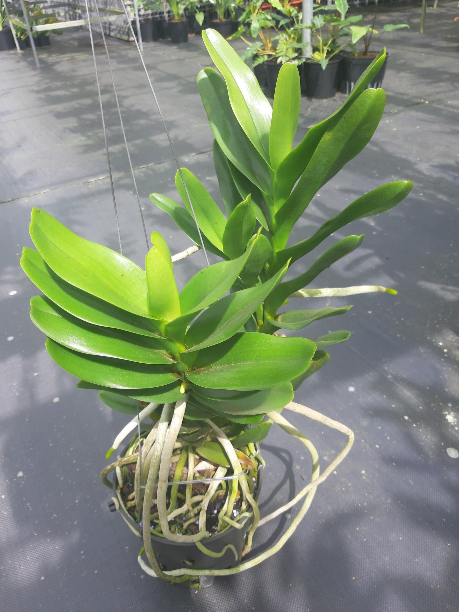 Lan Hoàng Nhạn – Thanh sắc an yên từ núi rừng Việt