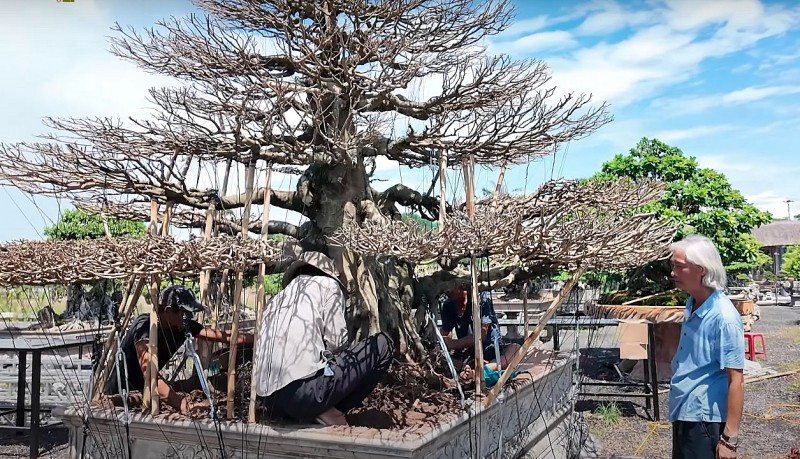 Hành trình săn lùng và vận chuyển cây sanh cổ thụ từ An Giang ra Hà Nội
