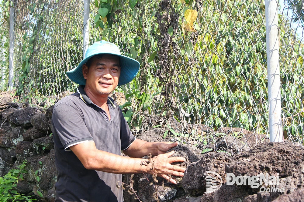 Bán 5 cây vàng trồng 