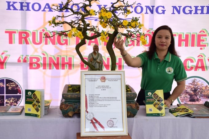 Chỉ dẫn địa lý mai vàng Bình Định: Bảo chứng chất lượng và bản sắc vùng trồng