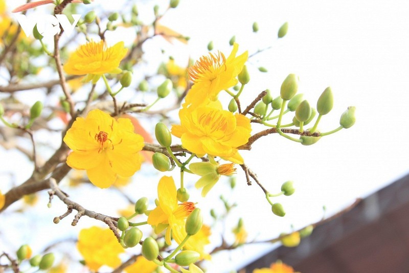 Chỉ dẫn địa lý mai vàng Bình Định: Bảo chứng chất lượng và bản sắc vùng trồng