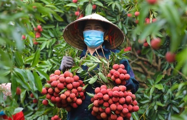 Vải thiều Lục Ngạn bội thu: Lên kệ siêu thị, phủ sàn online, xuất khẩu tăng mạnh