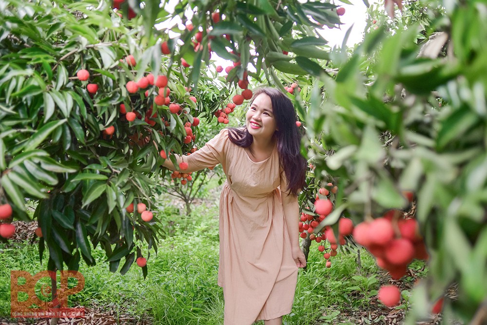 Vải thiều Lục Ngạn 2025: Mùa ngọt đậm, xuất khẩu mạnh, thương hiệu vẫn giữ nguyên