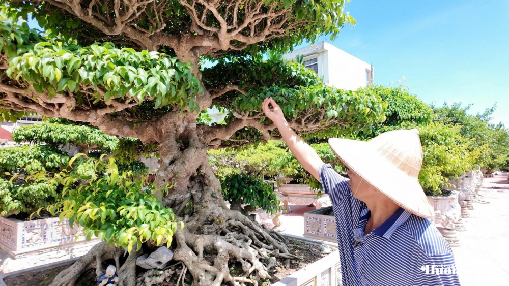 Nhà vườn Phạm Huế: Đam mê cây xanh và triết lý “chung một cội nguồn”