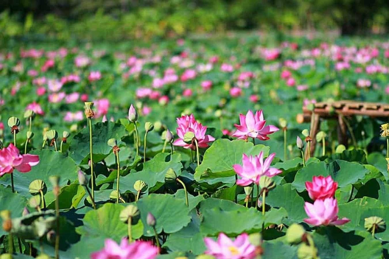 Sen Việt Nam – Từ biểu tượng văn hóa đến ngành hàng kinh tế xanh nhiều triển vọng