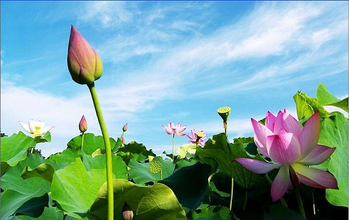 Sen Việt Nam – Từ biểu tượng văn hóa đến ngành hàng kinh tế xanh nhiều triển vọng
