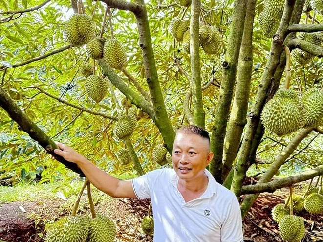 Sầu riêng vươn đất đồi, hai nông dân đổi đời