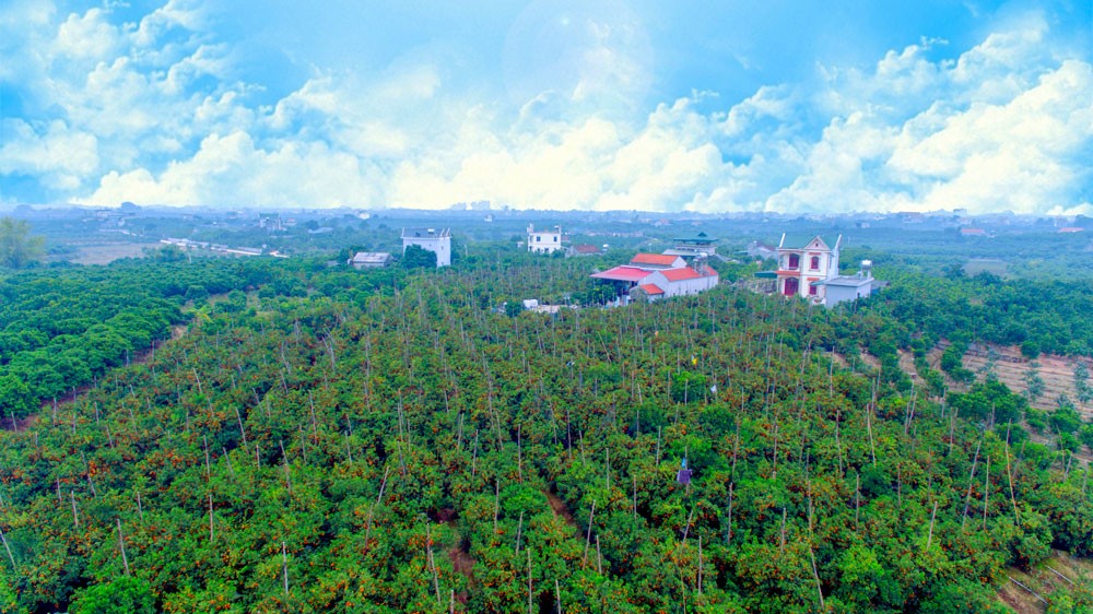 Cam Lục Ngạn được bảo hộ chỉ dẫn địa lý – Khẳng định thương hiệu nông sản đặc sản Bắc Ninh