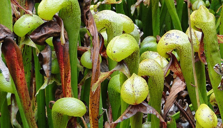 Cây cũng biết hù dọa: 16 loài thực vật kỳ quái nhất thế giới