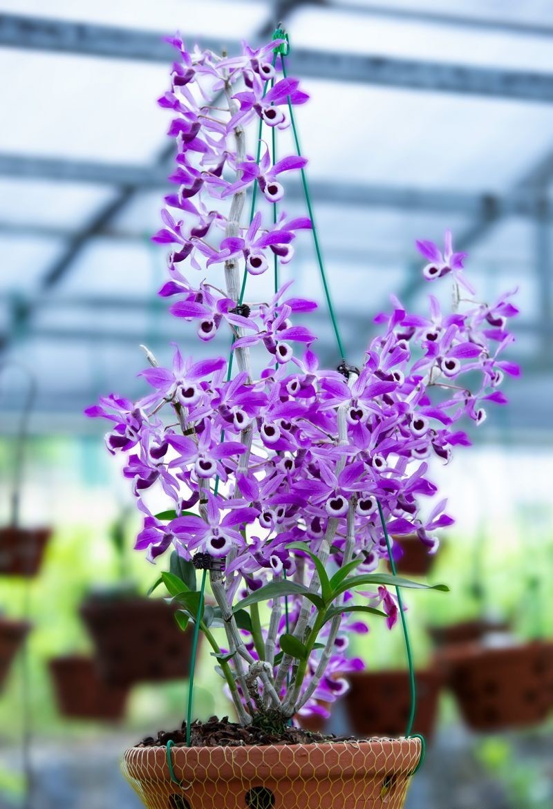 Vẻ đẹp hoa Lan Hoàng thảo kèn – Tinh hoa của núi rừng Tây Bắc