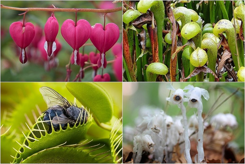 Cây cũng biết hù dọa: 16 loài thực vật kỳ quái nhất thế giới
