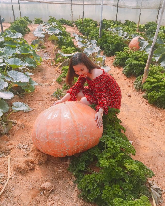 Loại quả khổng lồ này đang là điểm nhấn thú vị của du lịch sáng tạo tại Đà Lạt