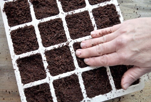 Bắp cải tí hon: Giống rau ngoại đắt đỏ luôn bán chạy tại siêu thị Việt