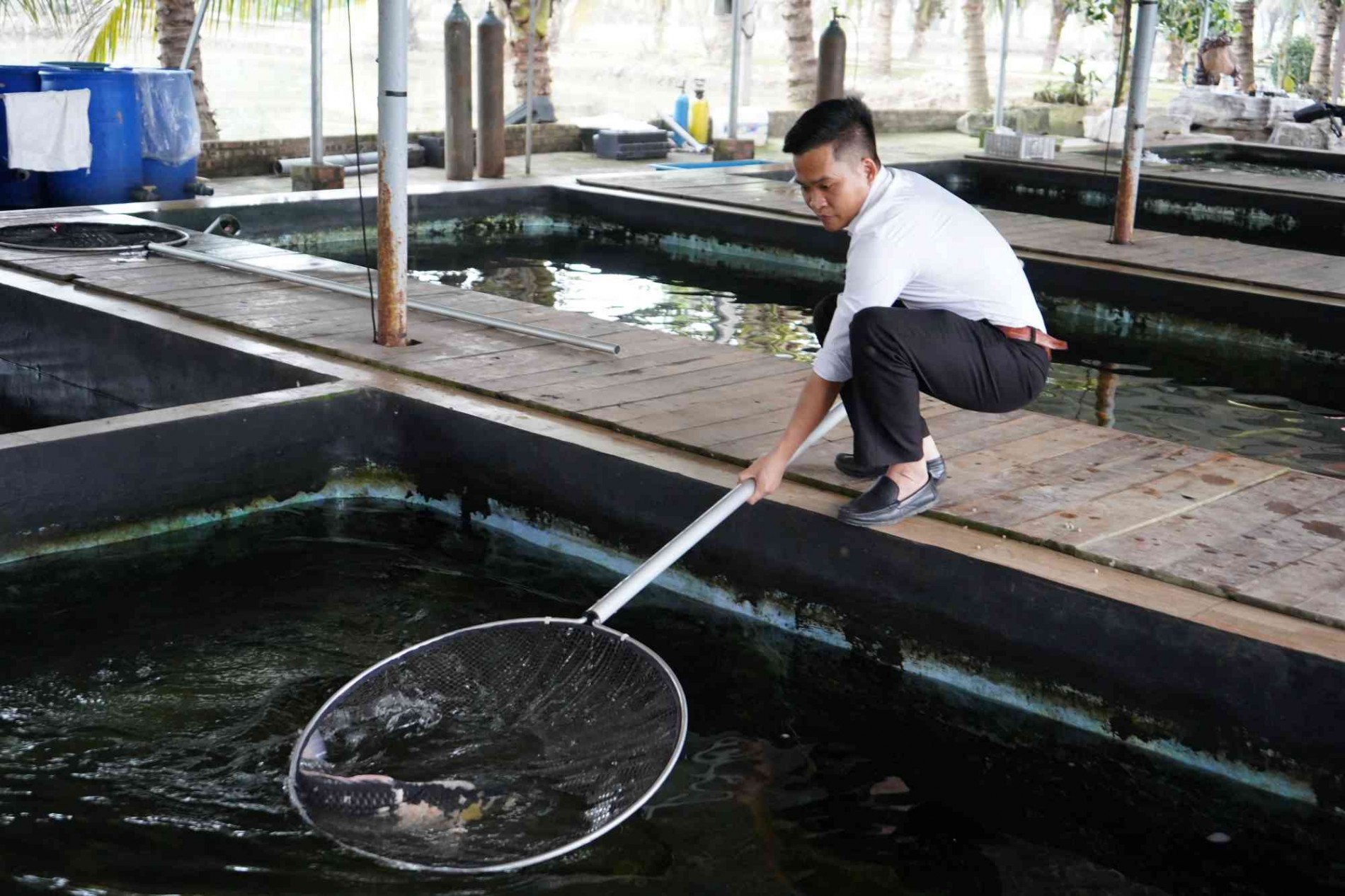 Cá nổi trắng ao và câu chuyện tìm giải pháp để trở thành vua cá Koi Hải Phòng