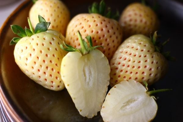 Được ví như kim cương trắng trong giới nông sản, Việt Nam đã trồng thành công