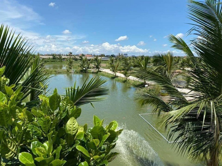 Cá nổi trắng ao và câu chuyện tìm giải pháp để trở thành vua cá Koi Hải Phòng