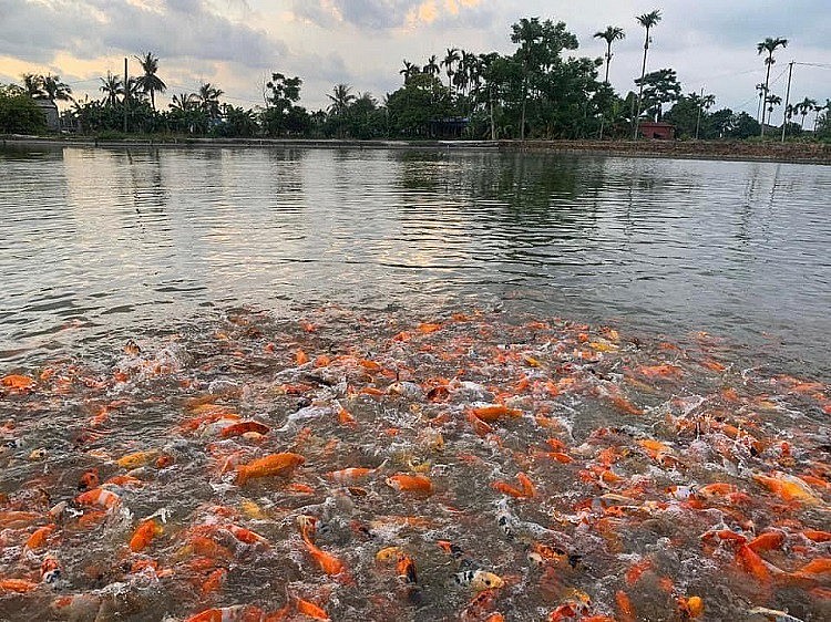 "Cá nổi trắng ao" và câu chuyện tìm giải pháp để trở thành "vua cá Koi" Hải Phòng