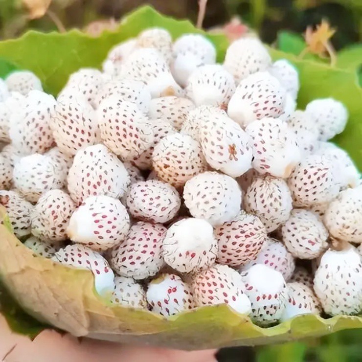 Được ví như kim cương trắng trong giới nông sản, Việt Nam đã trồng thành công
