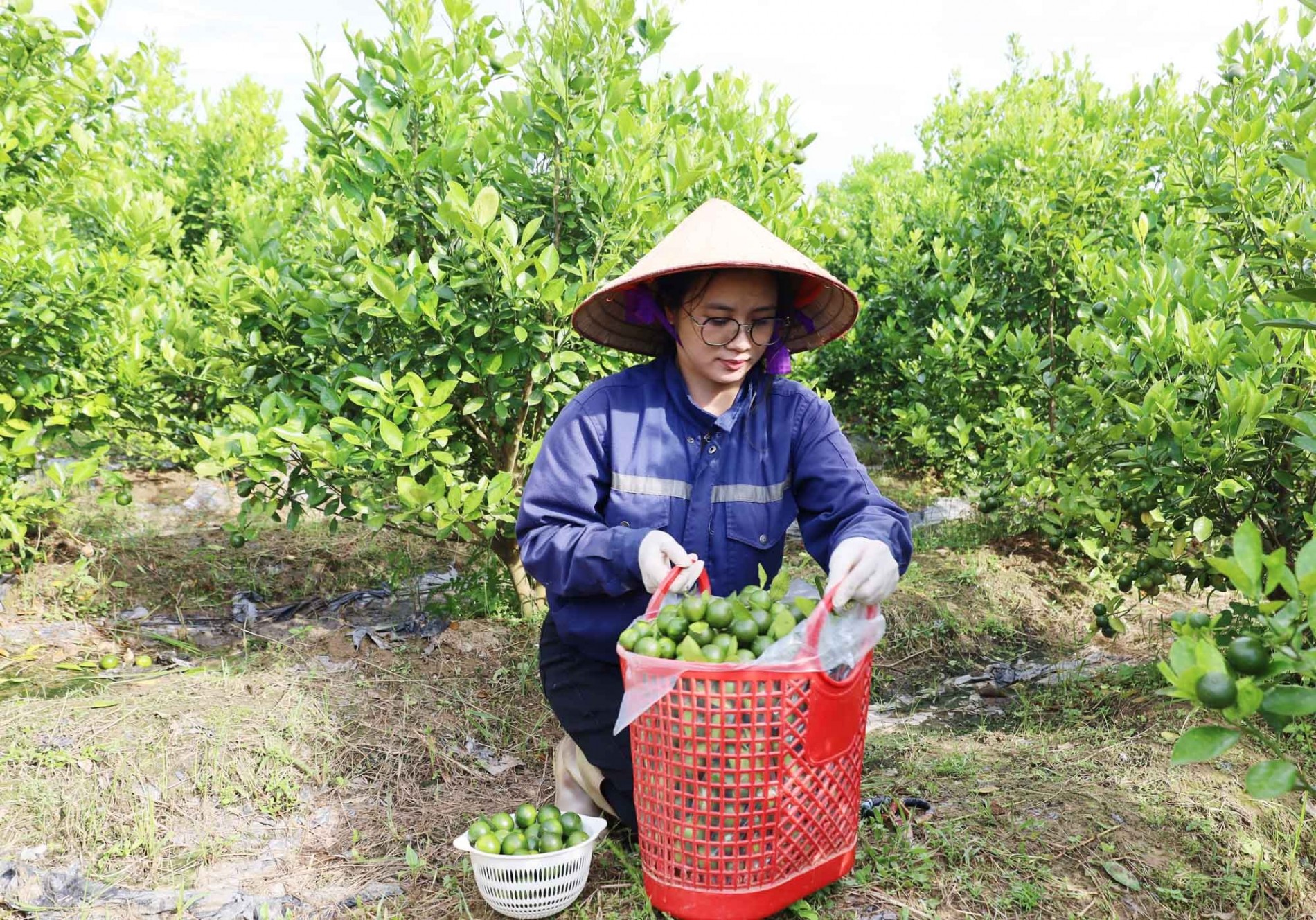 Khởi nghiệp xanh trên đất khó: Người trẻ vùng cao làm giàu từ quất hữu cơ