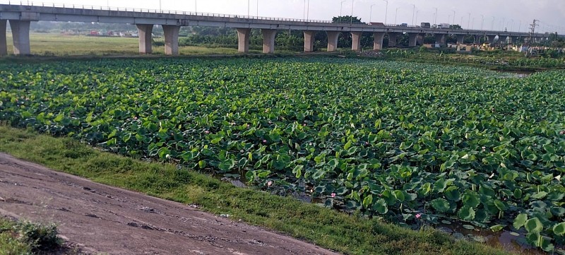 Từ vùng nhãn lồng đến đồng sen mênh mông, hiệu quả